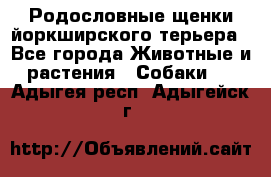 Родословные щенки йоркширского терьера - Все города Животные и растения » Собаки   . Адыгея респ.,Адыгейск г.